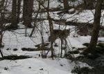 coyote or fox